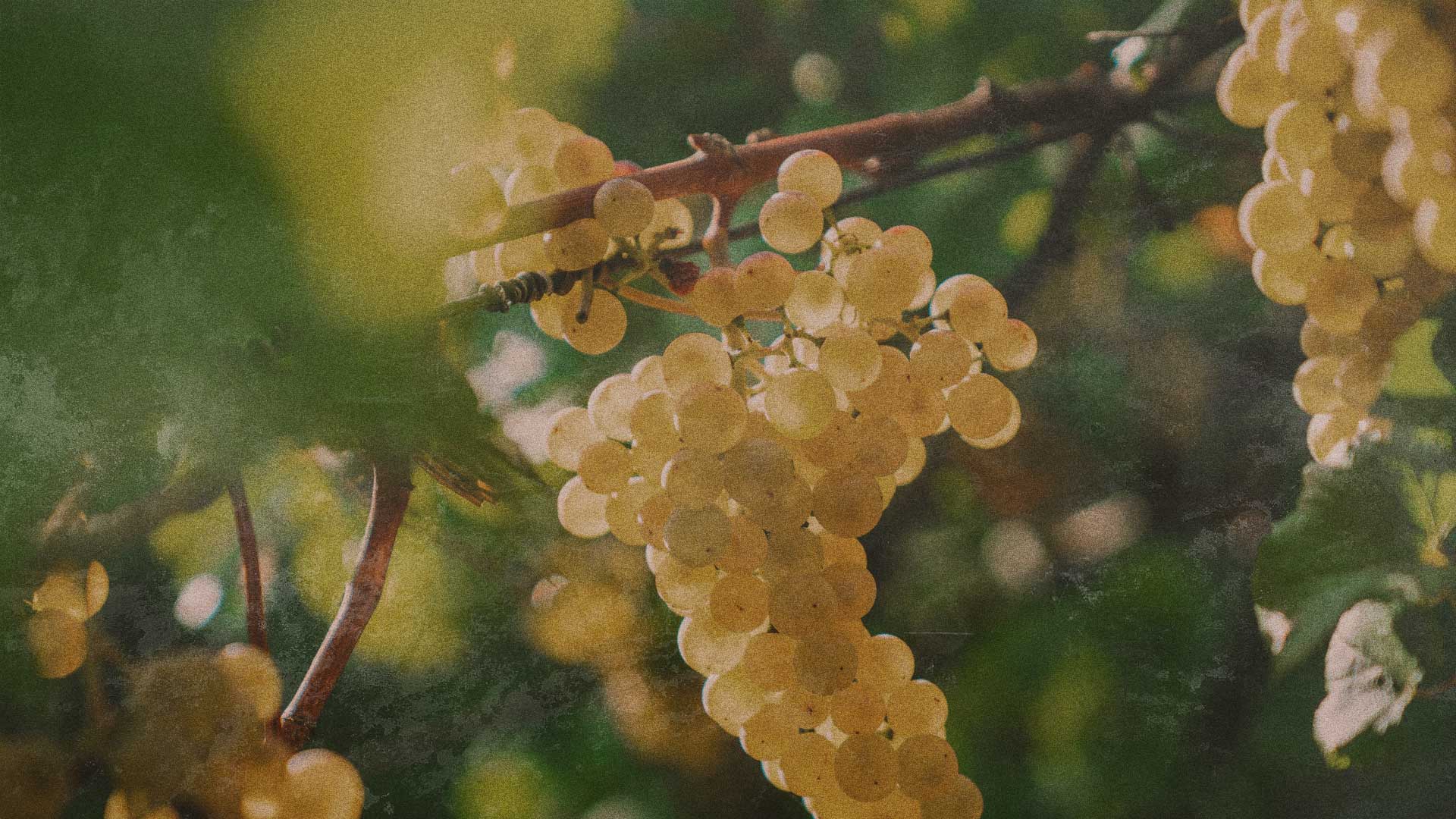 3white-bg.jpg
